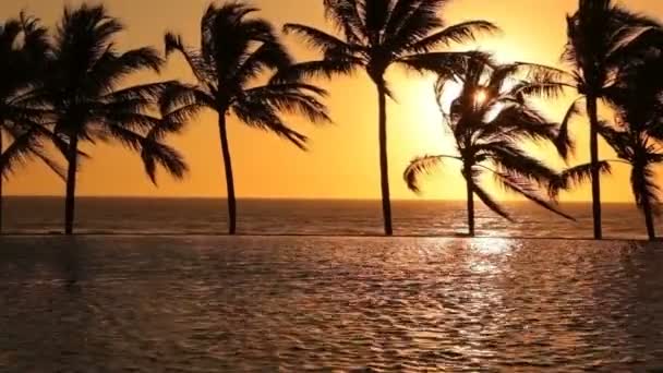 Palmiye ağaçları sway Rüzgar — Stok video