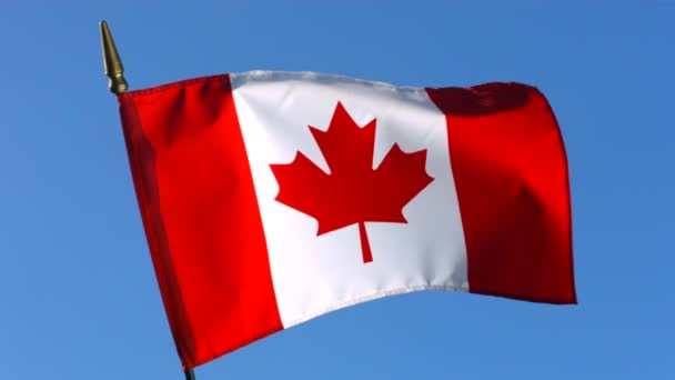 挥舞着加拿大国旗 — 图库视频影像