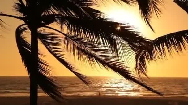 Palm bomen zwaaien in de wind — Stockvideo