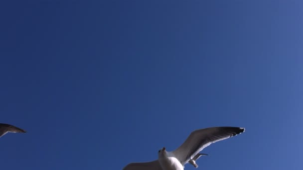 Las gaviotas vuelan en el cielo azul — Vídeo de stock