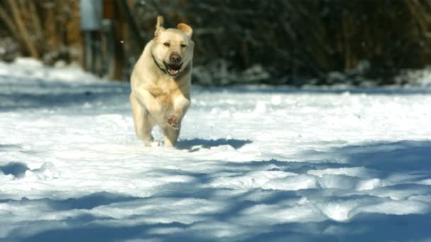 Cão correndo na neve — Vídeo de Stock