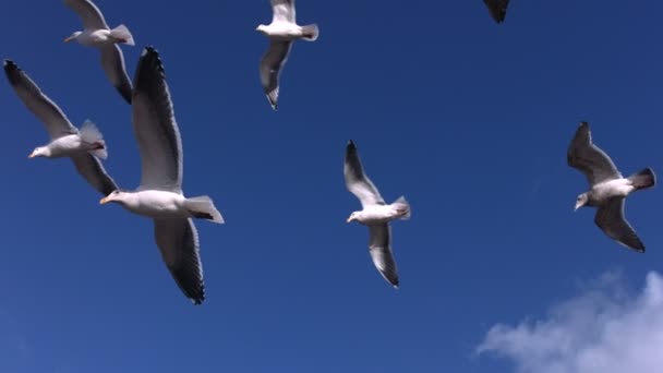 Las gaviotas vuelan sobre sus cabezas — Vídeo de stock