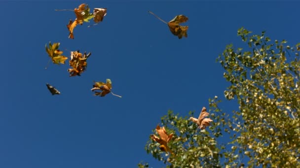 Hojas de otoño cayendo — Vídeos de Stock