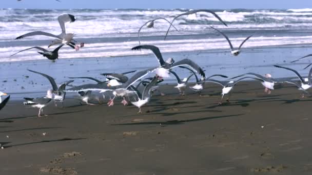 Las gaviotas vuelan en la playa — Vídeos de Stock