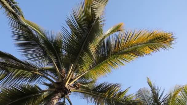Palm träd svajar i vinden — Stockvideo