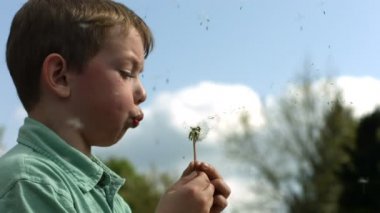 Çocuk üfleme karahindiba