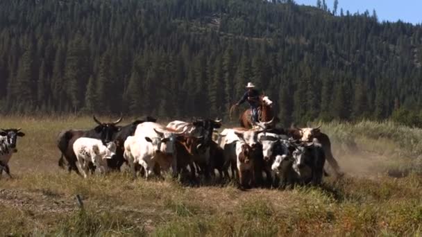Kovboyların sığır hayvan sürüsü — Stok video