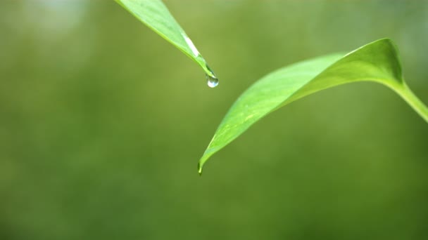 叶子上的水滴 — 图库视频影像