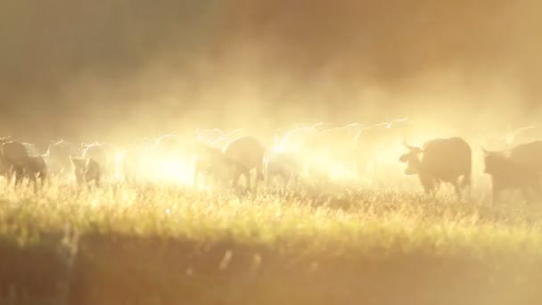 Vaqueros pastoreando ganado — Vídeo de stock