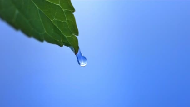 Капля листовой воды — стоковое видео