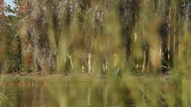 Pareja caminando por el lago — Vídeo de stock