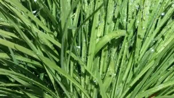 Gotas de agua cayendo sobre la planta — Vídeo de stock