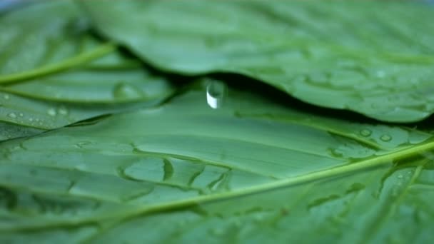 Wasser tropft auf Blätter — Stockvideo
