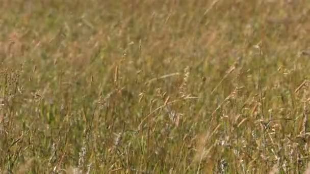 herbe soufflant dans le vent 