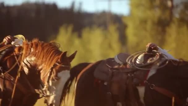 Cowboys selar cavalos — Vídeo de Stock