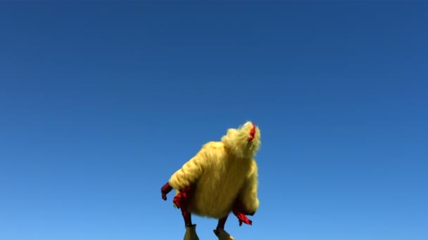 Poulet backflip dans l'air — Video