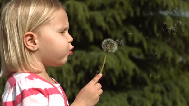 Girl blowing dandelion — Stock Video