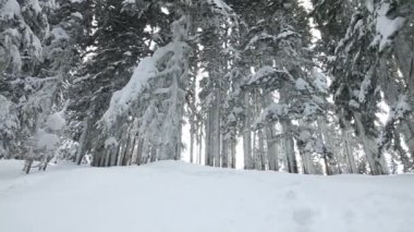 Snowboard ağaçların arasından gidiyor