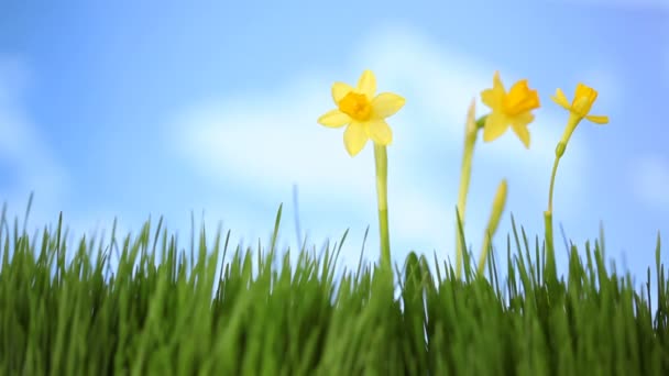 Flores de daffodil em grama — Vídeo de Stock