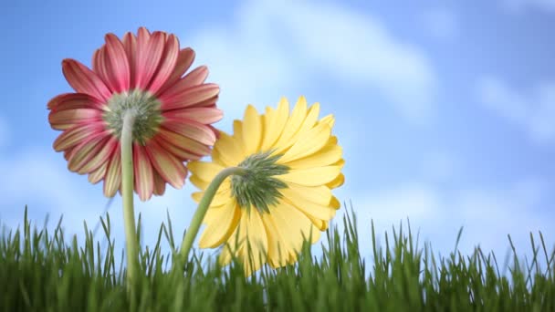 Red and yellow daisies — Stock Video