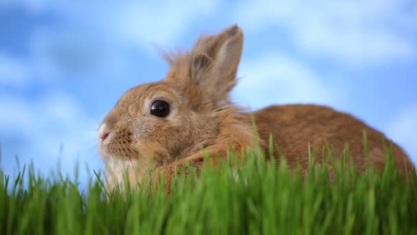 Conejo sentado en la hierba — Vídeos de Stock