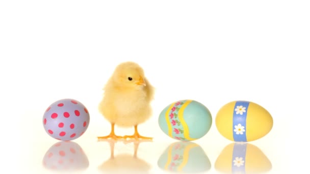 Easter eggs and baby chick — Stock Video