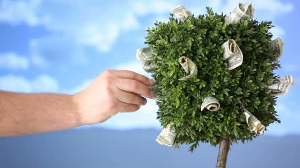 Hand picks geld uit boom — Stockvideo