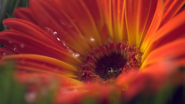 Eau tombant sur la fleur 