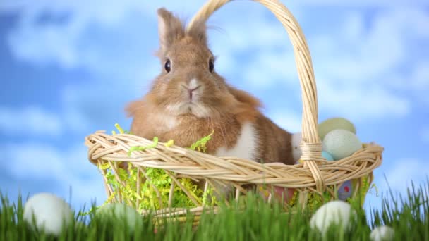 Kosz wielkanocny z bunny — Wideo stockowe