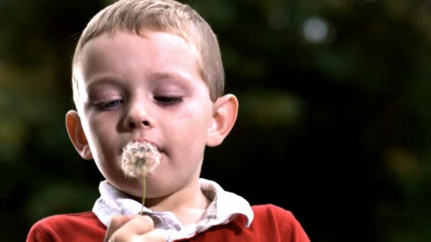 Boy blowing dandelion — Stock Video