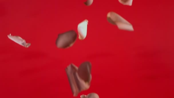 Rose petals falling — Stock Video