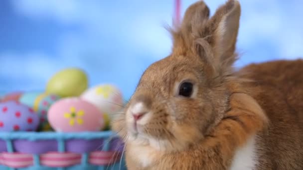 Bunny and Easter basket Stock Footage