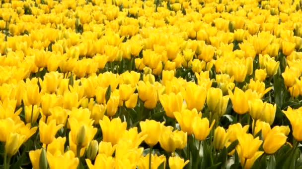 Feld aus gelben Tulpen — Stockvideo