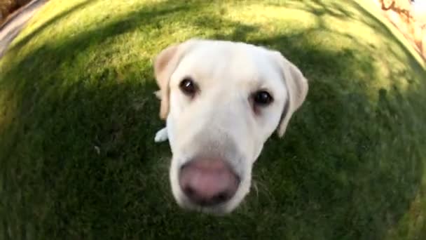 Собака сидит в траве — стоковое видео
