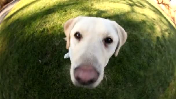 Hond zitten in gras — Stockvideo