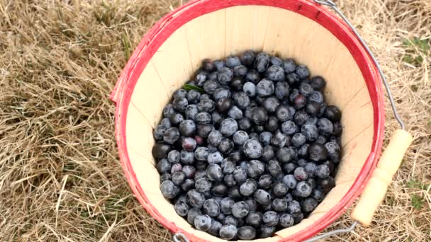 Hände stecken Blaubeeren in Eimer — Stockvideo