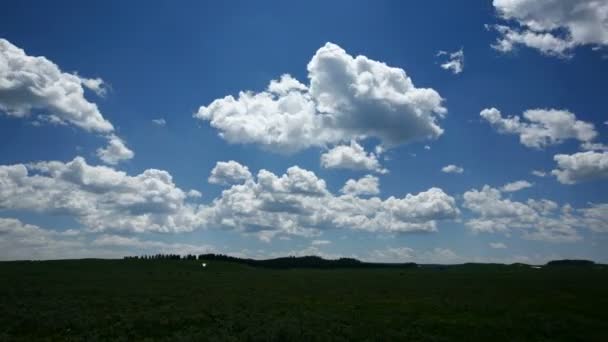 Wolken boven wildflower veld — Stockvideo