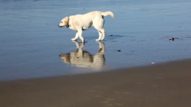 köpek sahilde yürüyor.