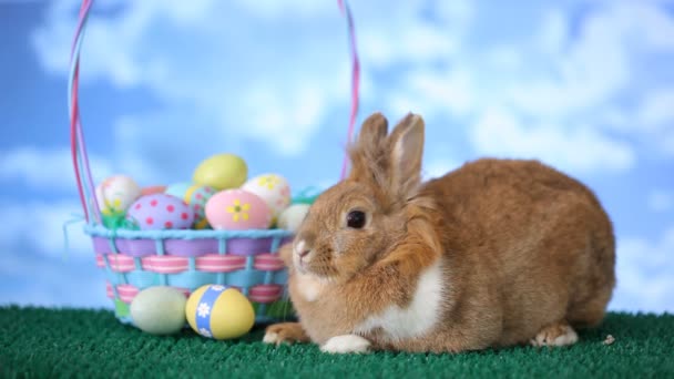 Bunny en Easter basket — Stockvideo