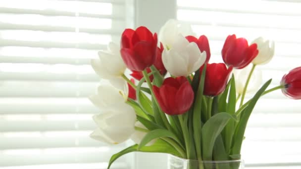 Vase of colorful tulips — Stock Video