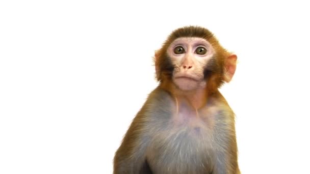 Java makaak Monkey — Stockvideo