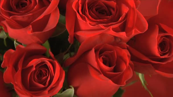closeup červené růže