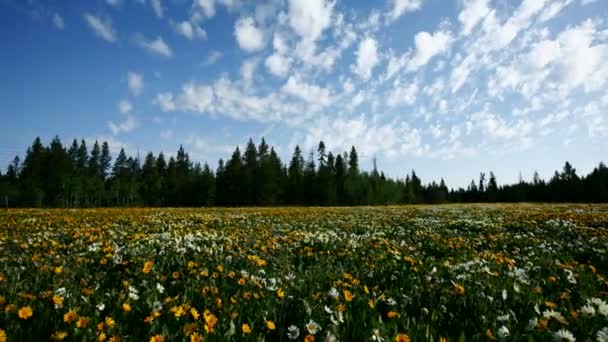 Campo de flores silvestres contra el cielo azul — Vídeo de stock