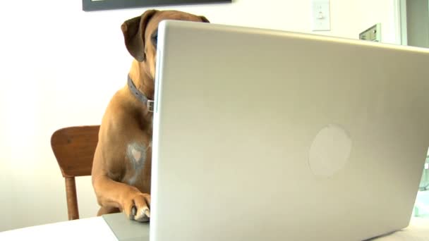 Hond met behulp van laptopcomputer — Stockvideo