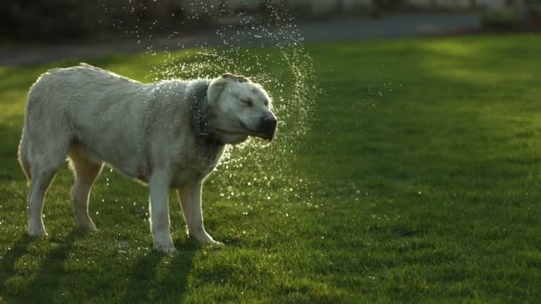 Köpek su kapalı sallayarak — Stok video