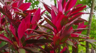 Yağmur ormanlarında ti bitki