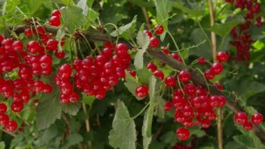 Kırmızıkuşüzümü çalıların üzerinde