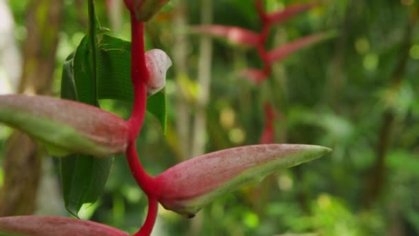 Helikonia-Pflanze im Regenwald — Stockvideo