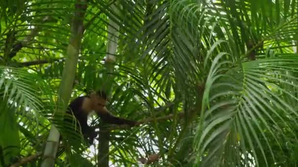 Mono capuchino lindo — Vídeo de stock