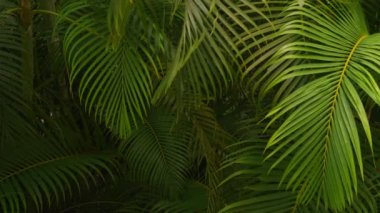 Tropikal hurma dalları